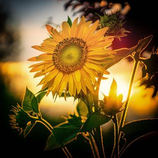 https://pixabay.com/de/photos/sonnenblume-sunflower-flowers-4393716/